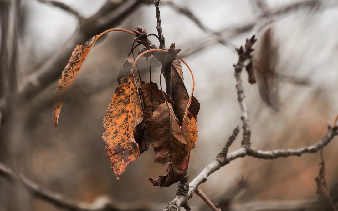 Tree Care & Disease in simi valley california | Trusted tree service